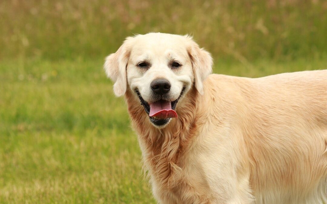 Equipment Used to Monitor Your Pet Under Anesthesia