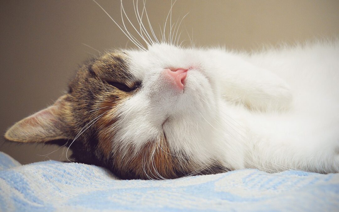 Ways to Celebrate Happy Cat Month