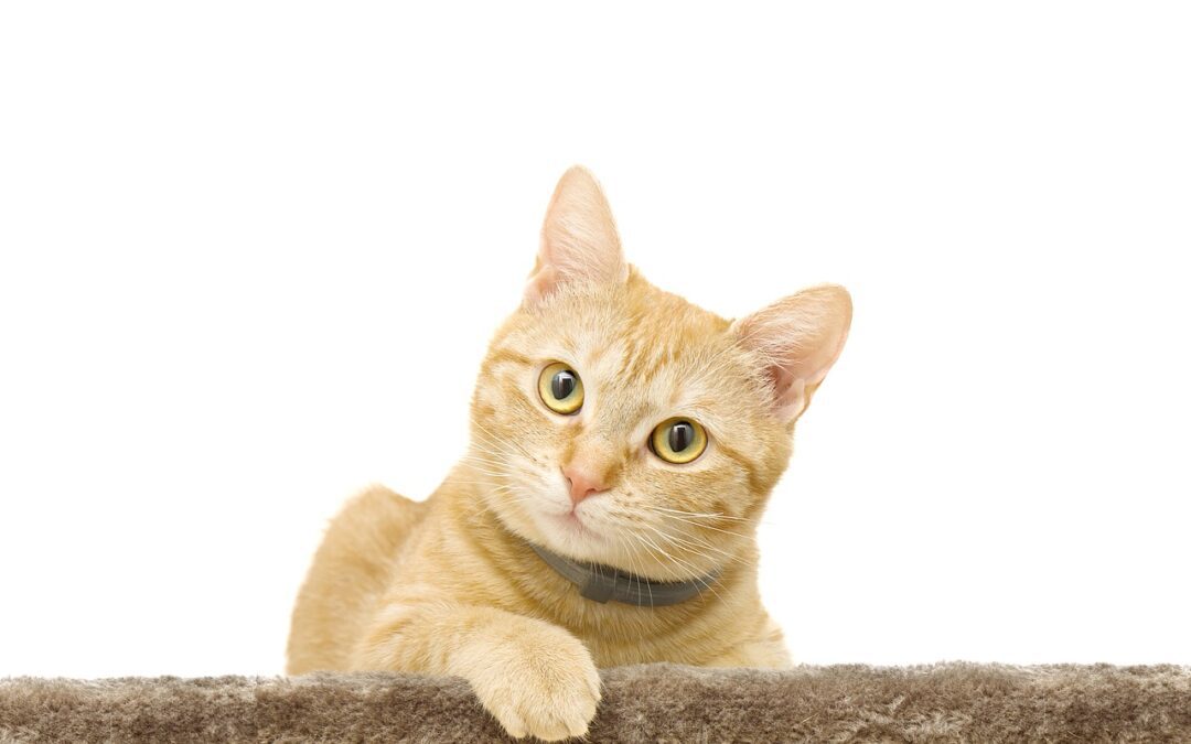 4 Benefits of Microchipping Your Pet