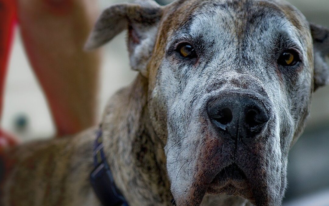 Is Your Pet’s Mental Function Declining?