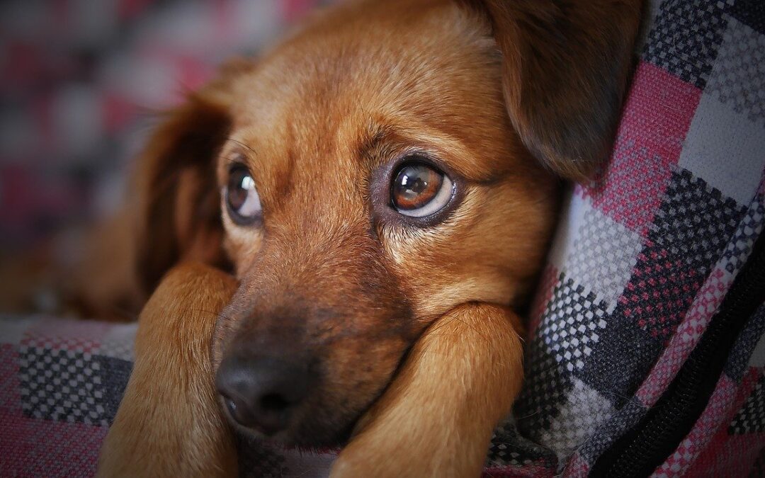 Why Do Dogs Eat Poop?