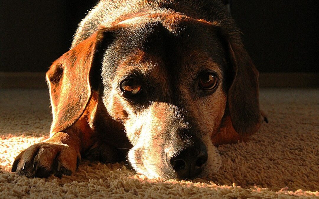 10 Warning Signs of Cancer in Pets