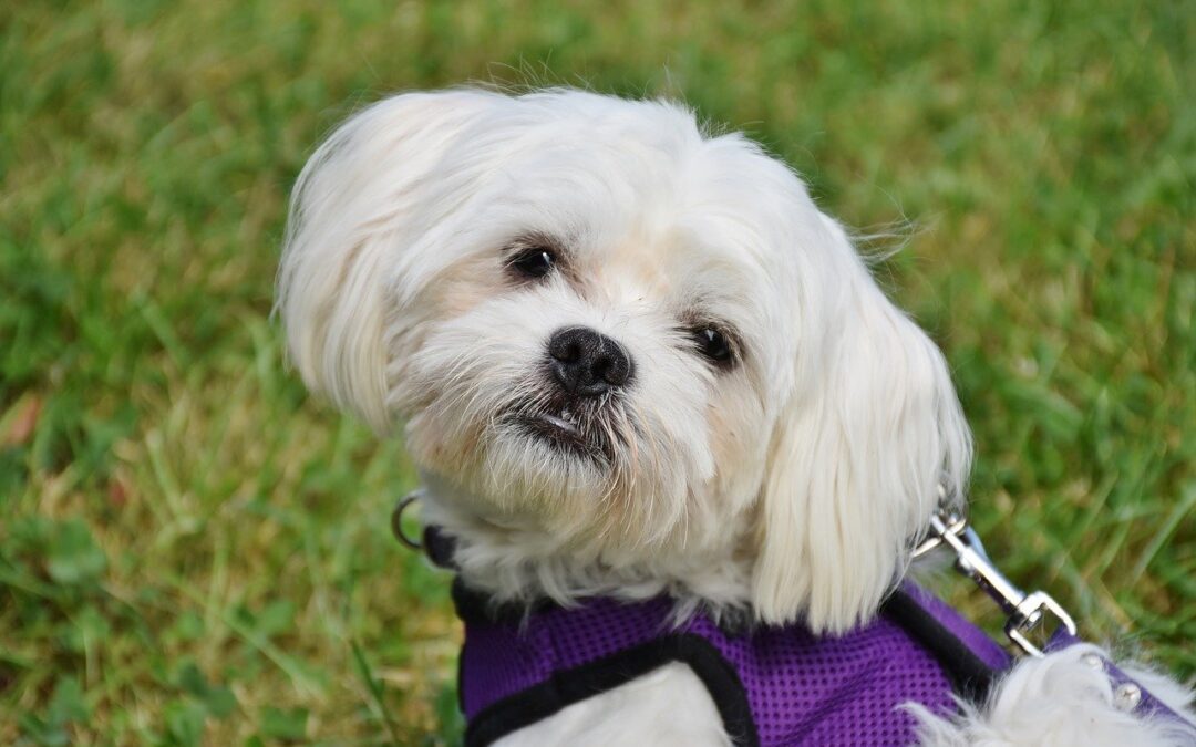 How to Teach Your Dog to Focus on Walks