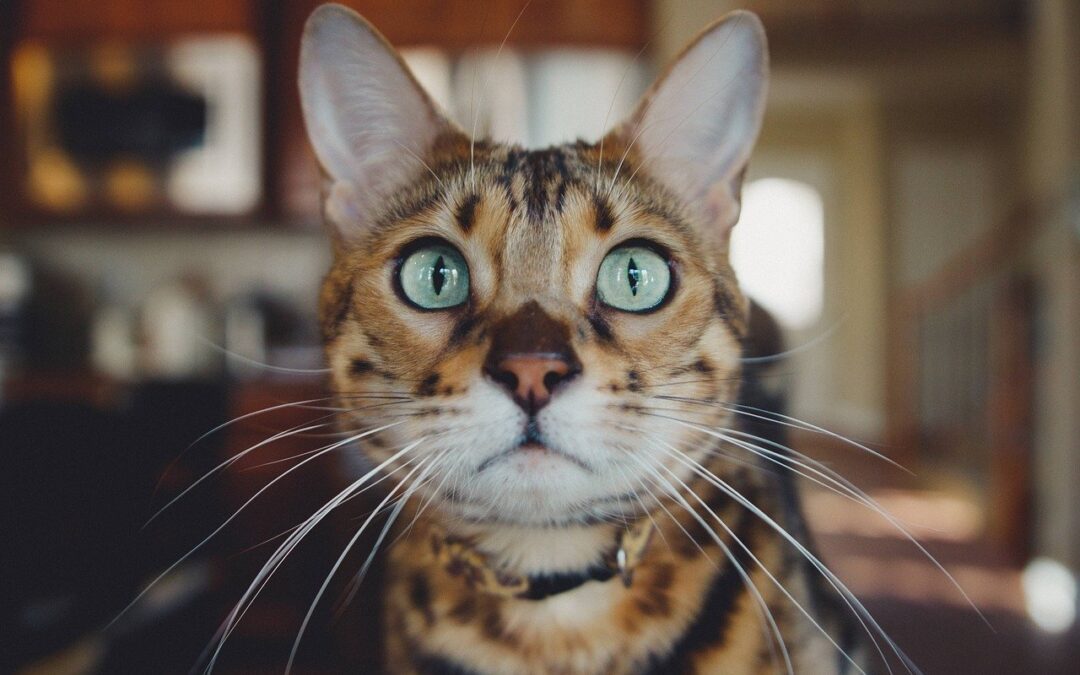 Household Toxins All Pet Owners Need to Know About