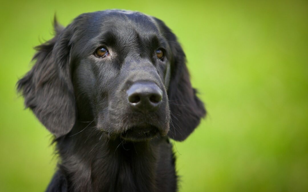 Common Myths About Heartworm