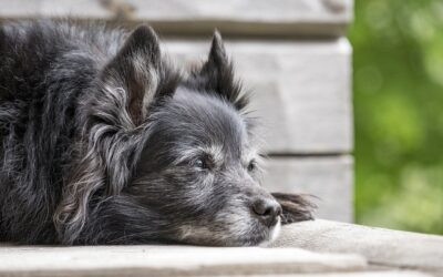 3 Simple Ways to Show Your Senior Pet Some Love