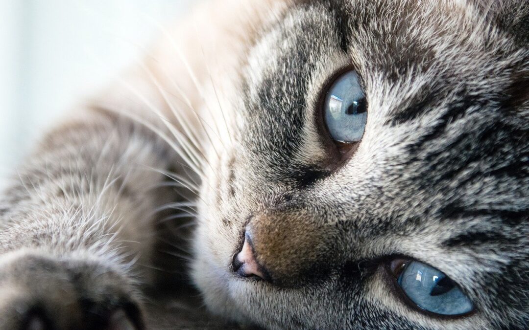 Are Your Cat’s Hairballs Normal?
