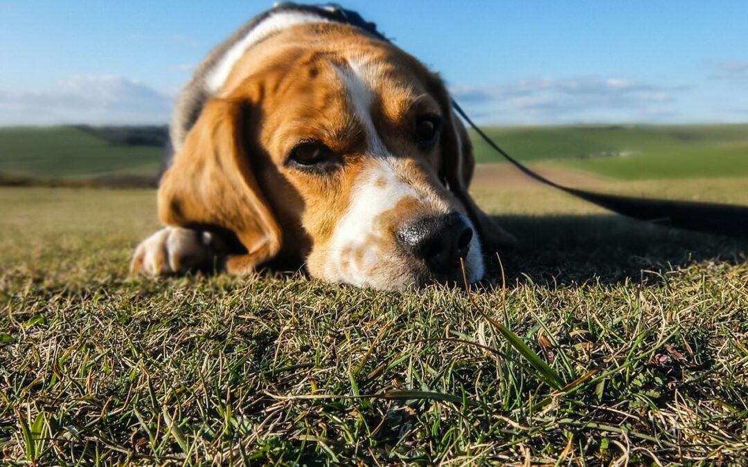 Does Your Dog Have Anxiety?