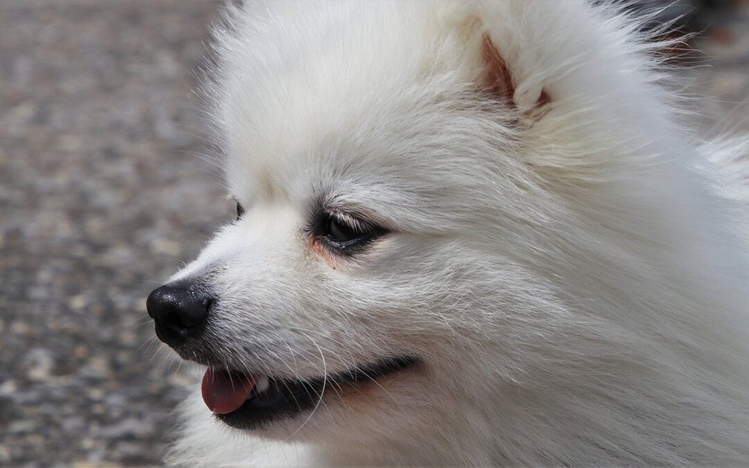 Grooming Tips for Pets of All Coats