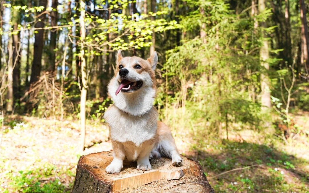 How to Make a Pet Disaster Plan