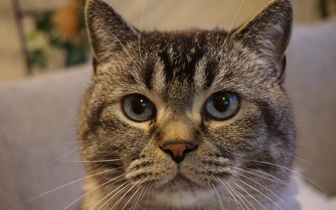 How to Recognize Pain in Your Cat