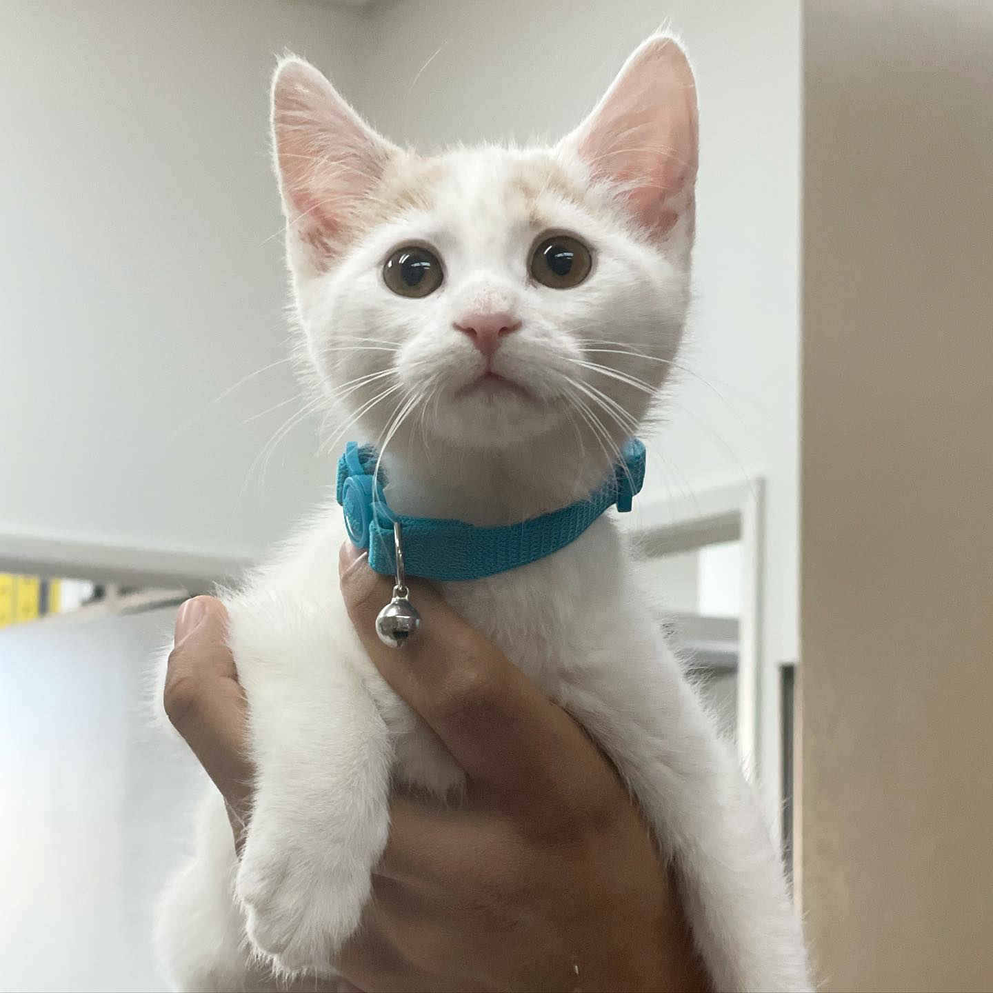 vet holding white cat