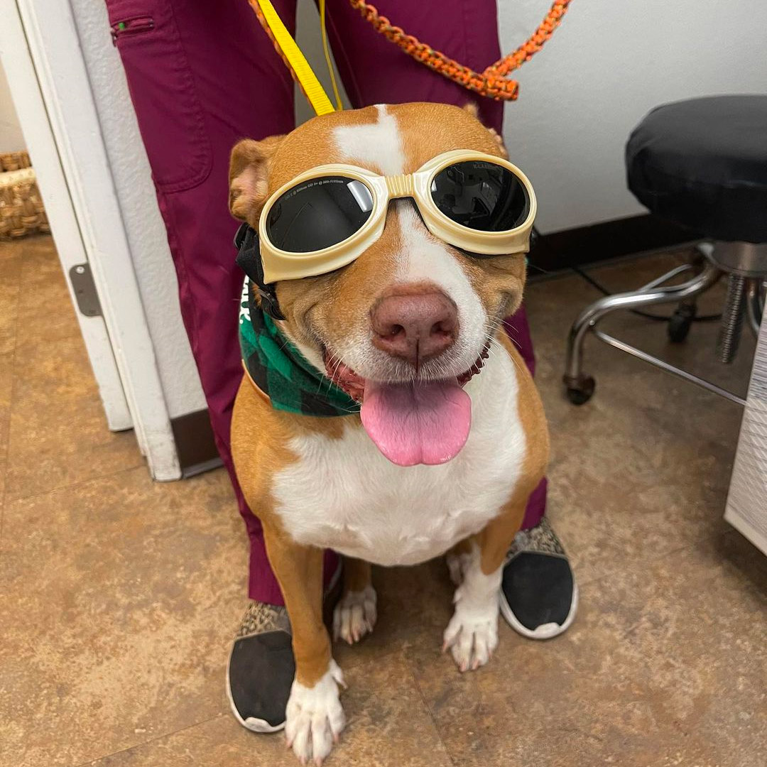 dog wearing laser therapy goggles
