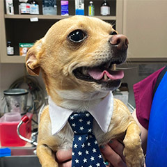 closeup of happy dog wearing tie