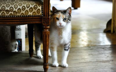 How to Introduce a New Cat to Your Home: The Ultimate Guide