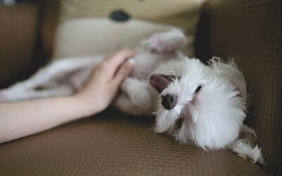 Soothing the Itch: A Veterinarian’s Guide to Understanding and Alleviating Your Pet’s Itchy Skin