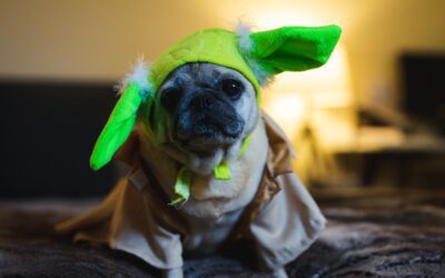Spook-Free Celebrations: A Veterinarian’s Guide to Halloween Safety for Pets