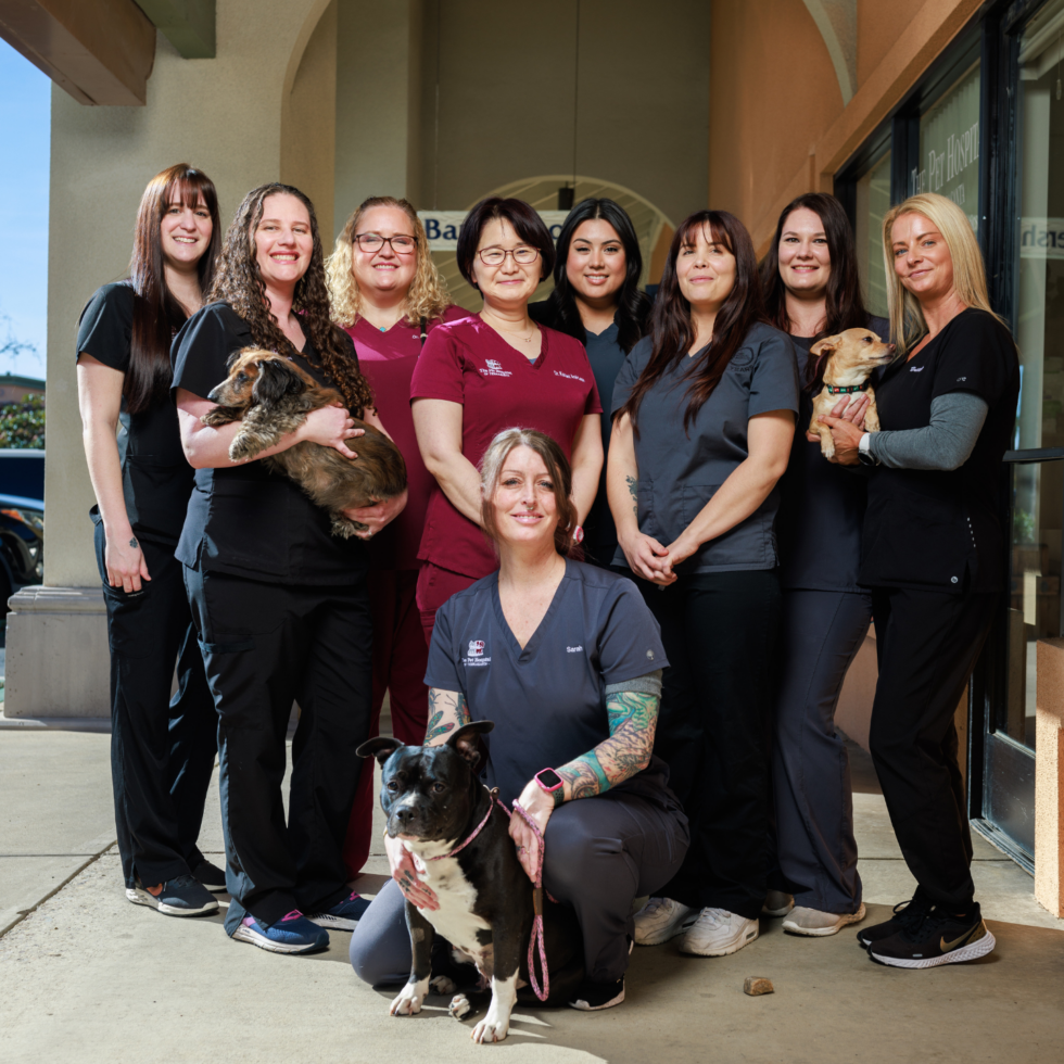 Veterinary Hospital In San Diego, CA: Your Local Tierrasanta Vet