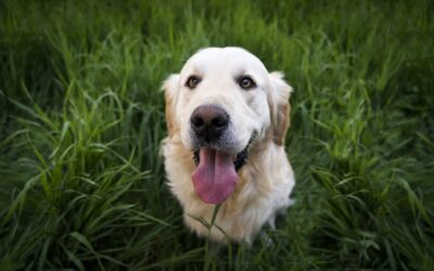 Dealing with Your Dog’s Lyme Disease: An Owner’s Guide to Care and Treatment