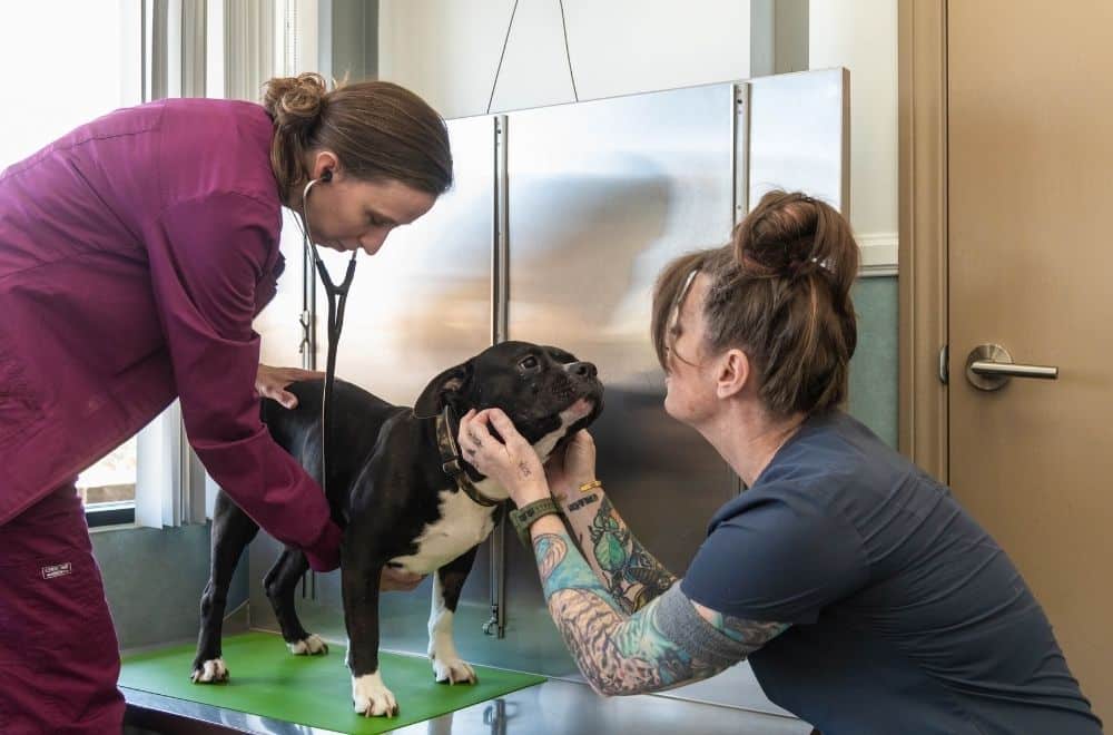 two vet staff attentively examine a dog in a well-lit room