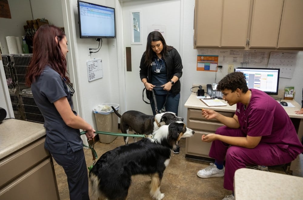 A vet staff interacts with two dogs in a well-lit examination room
