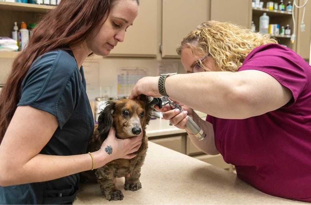 two vet staff are attentively examining a dog at a veterinary clinic